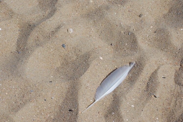 Fonds d'cran Nature Mers - Ocans - Plages Sable d'Ostende en Belgique