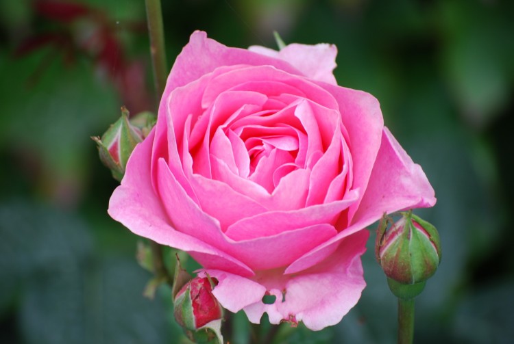 Fonds d'cran Nature Fleurs Rose du jardin des plantes d'Enghien