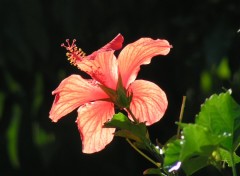 Fonds d'cran Nature Hibiscus  la Runion