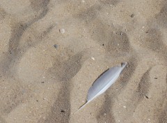 Fonds d'cran Nature Sable d'Ostende en Belgique