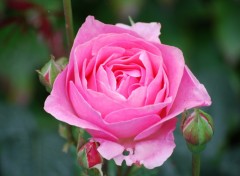 Fonds d'cran Nature Rose du jardin des plantes d'Enghien