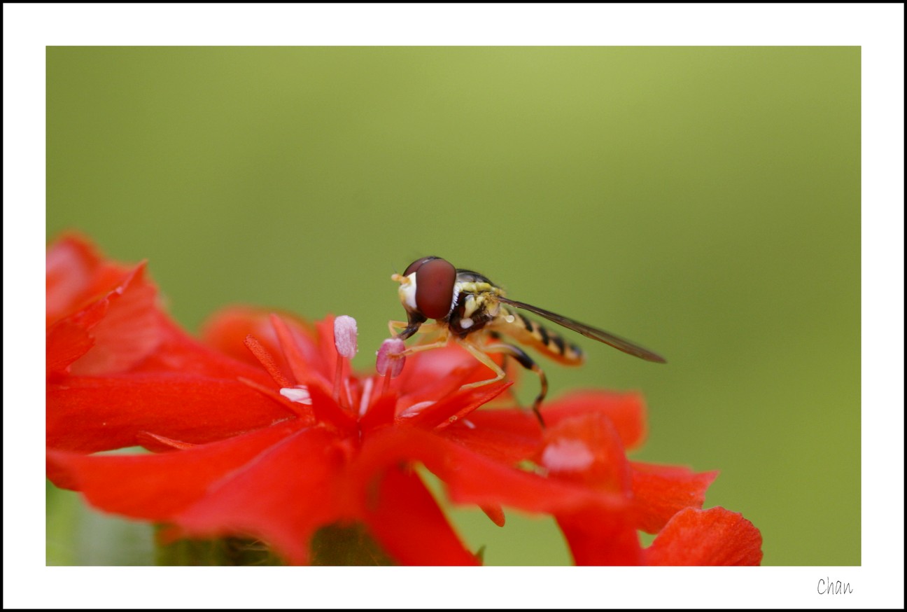 Fonds d'cran Animaux Insectes - Mouches 