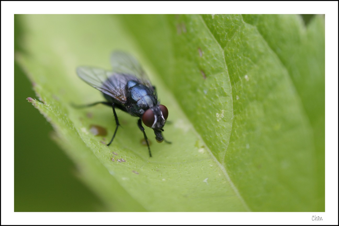 Fonds d'cran Animaux Insectes - Mouches 