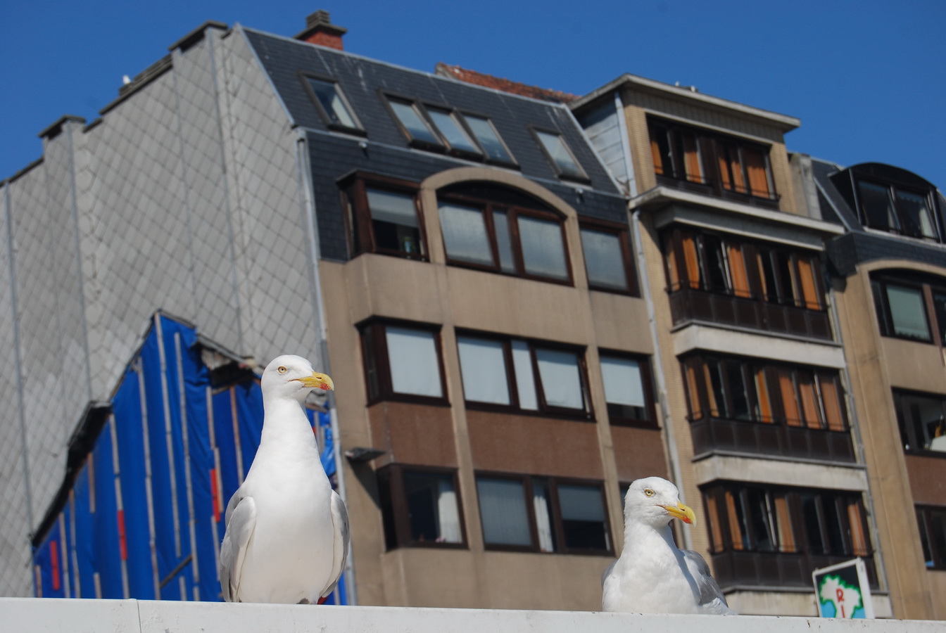 Fonds d'cran Animaux Oiseaux - Mouettes et Golands Mouette d'Ostende