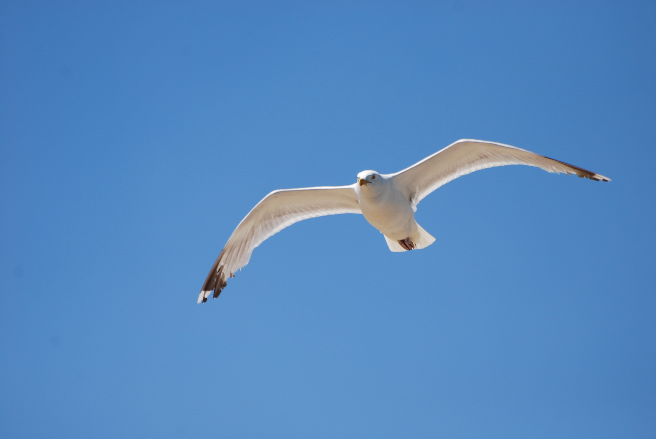 Fonds d'cran Animaux Oiseaux - Mouettes et Golands Ostende