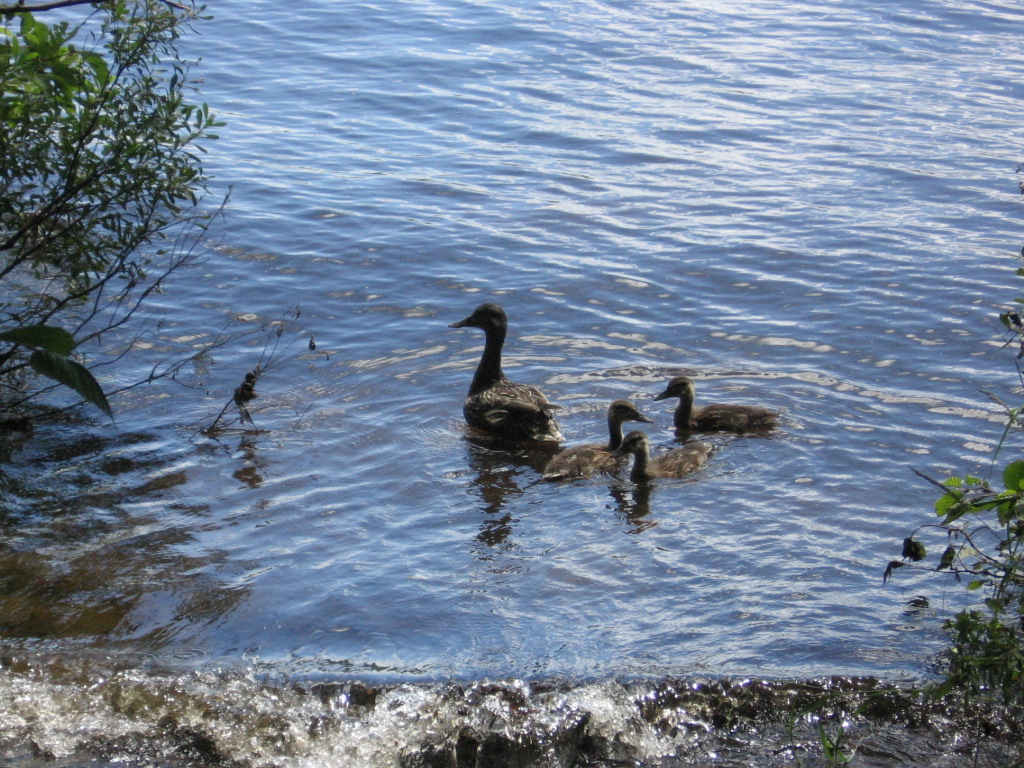 Wallpapers Animals Birds - Ducks canards sauvages