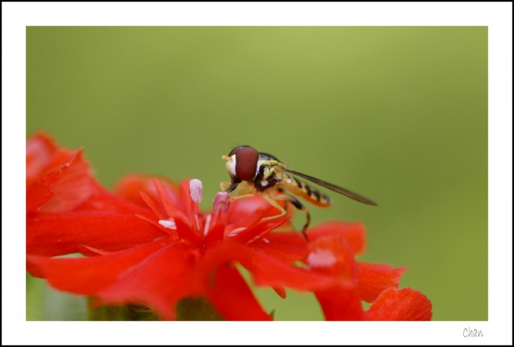 Fonds d'cran Animaux Insectes - Mouches Wallpaper N209492