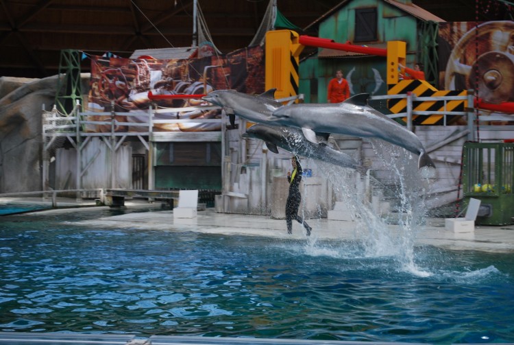 Wallpapers Animals Sealife - Dolphins Dauphins au Boudewijn seapark en Belgique