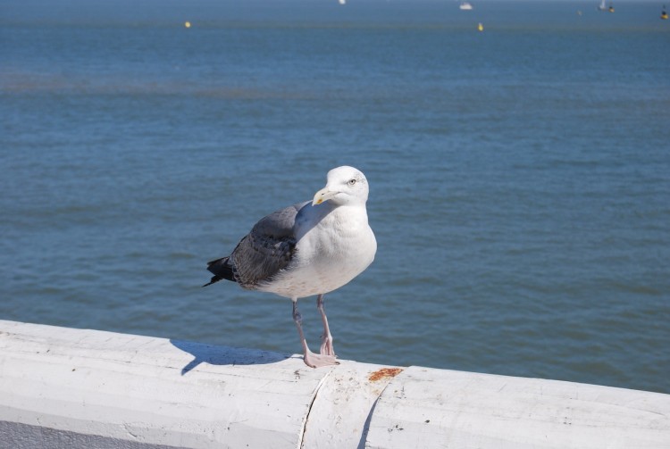 Wallpapers Animals Birds - Gulls Mouette peu farouche d'Ostende