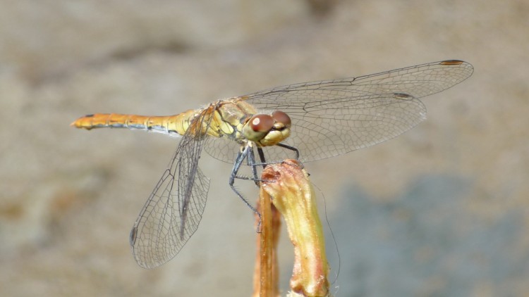 Fonds d'cran Animaux Insectes - Libellules Sans trucage !!!