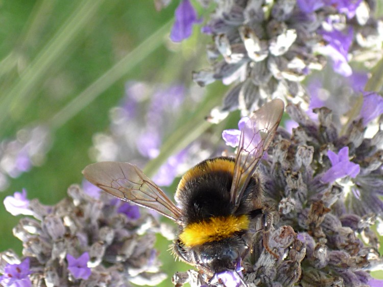 Fonds d'cran Animaux Insectes - Abeilles Gupes ... Sans trucage !!!