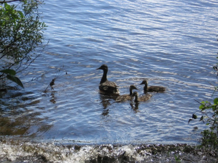 Fonds d'cran Animaux Oiseaux - Canards canards sauvages