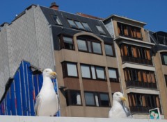 Wallpapers Animals Mouette d'Ostende