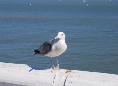 Wallpapers Animals Mouette peu farouche d'Ostende