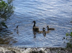 Fonds d'cran Animaux canards sauvages