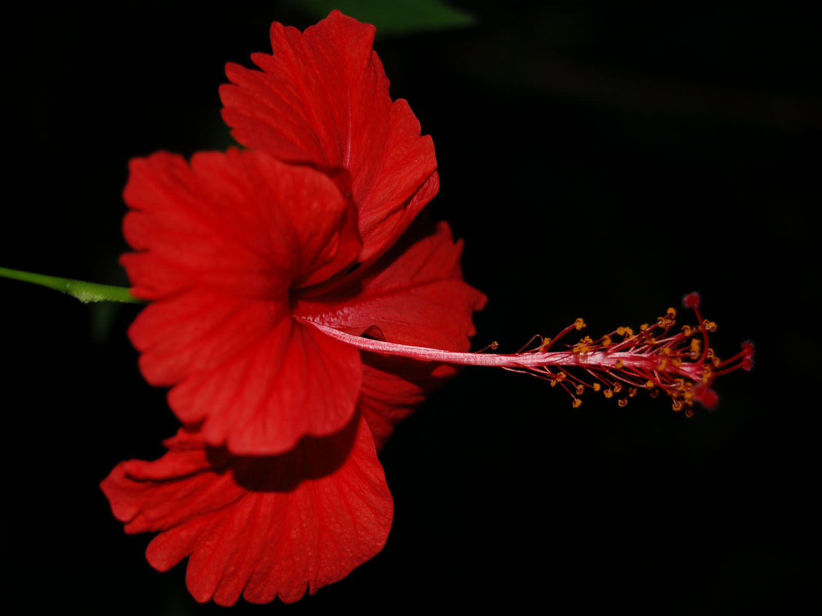 Fonds d'cran Nature Fleurs hibiscus