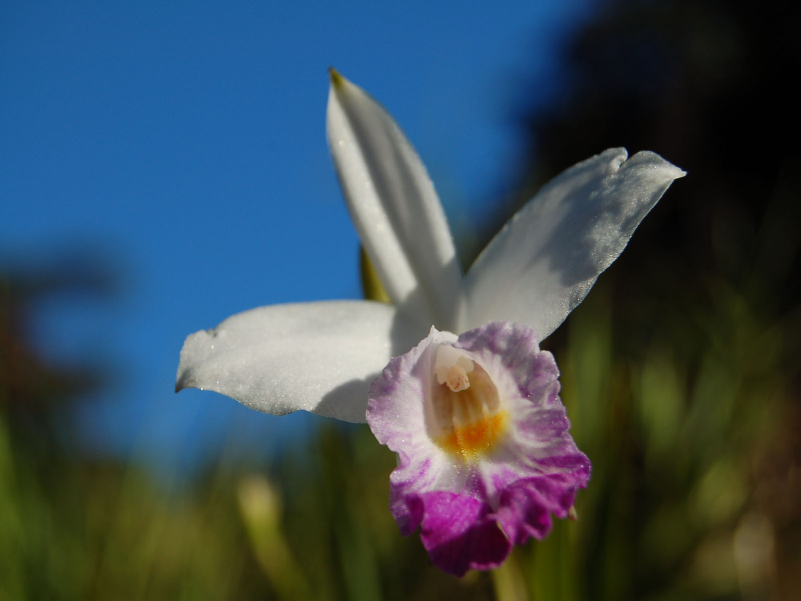 Fonds d'cran Nature Fleurs orchide