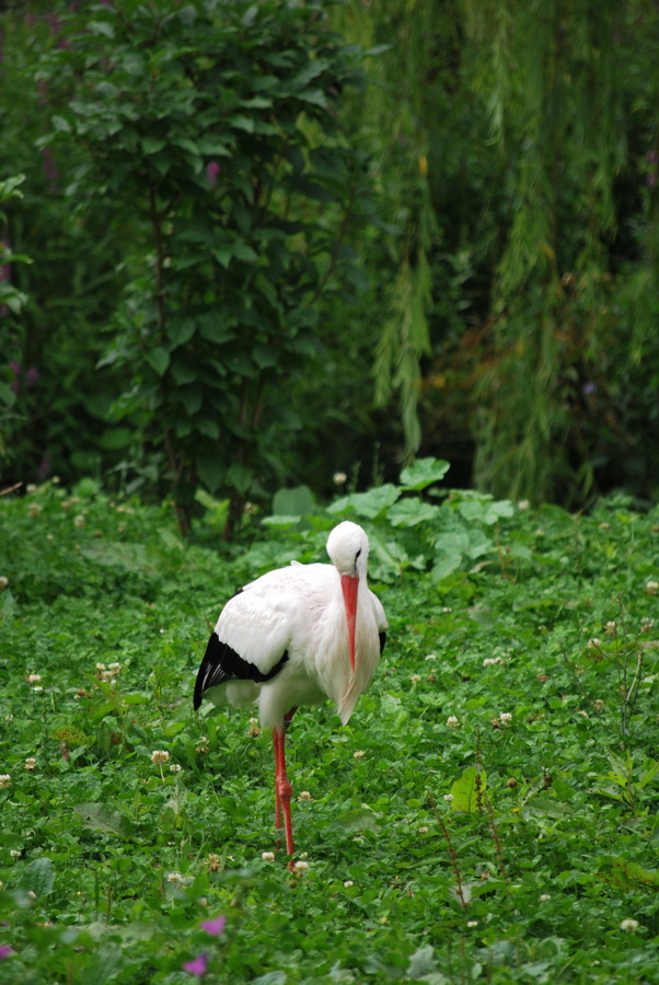 Fonds d'cran Animaux Oiseaux - Cigognes 