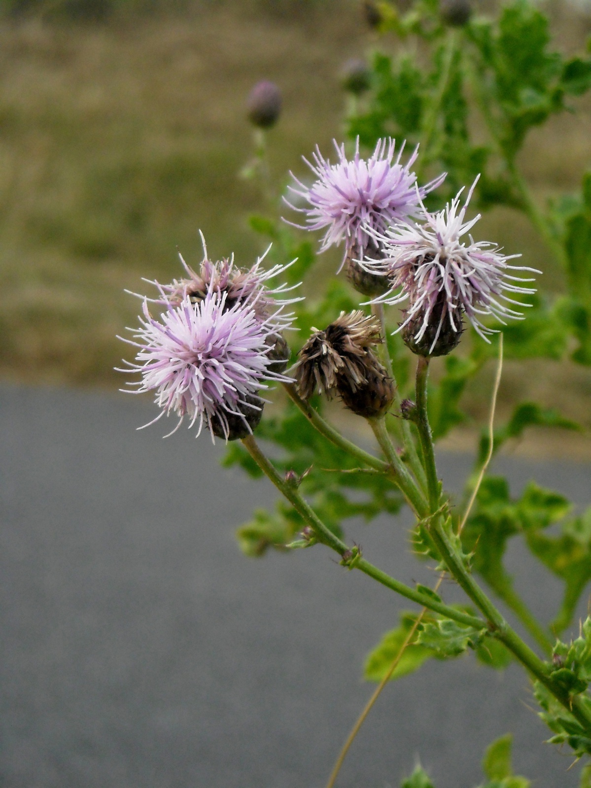 Wallpapers Nature Flowers Chardon