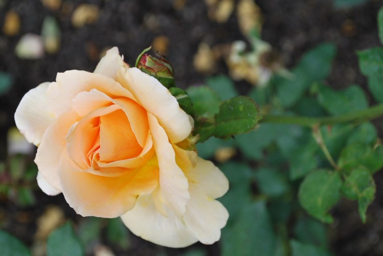 Fonds d'cran Nature Fleurs rose