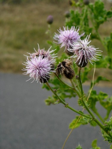 Wallpapers Nature Flowers Chardon