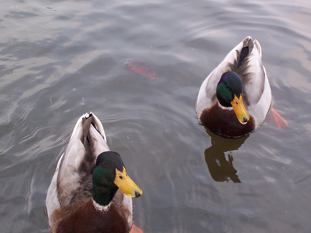 Fonds d'cran Animaux Oiseaux - Canards 