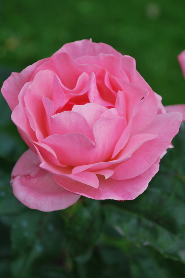 Fonds d'cran Nature Fleurs rose