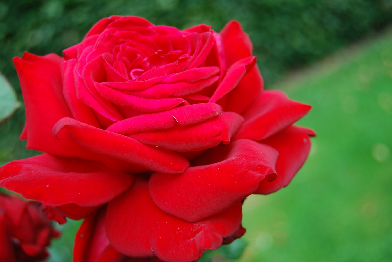 Fonds d'cran Nature Fleurs Rose rouge du parc d'Enghein