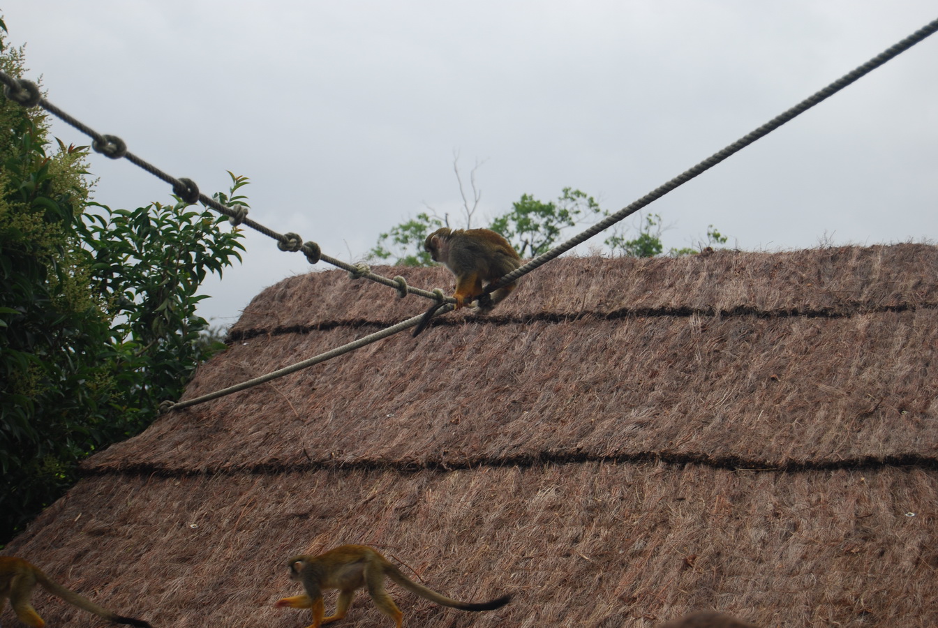 Fonds d'cran Animaux Divers Petits singes joueurs  Paradisio