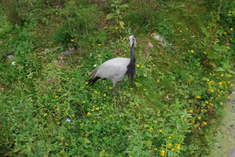 Wallpapers Animals Birds - Misc Animal de Paradisio