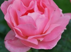 Fonds d'cran Nature rose