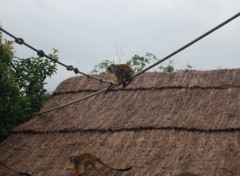 Fonds d'cran Animaux Petits singes joueurs  Paradisio