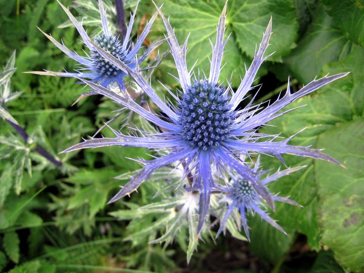 Wallpapers Nature Flowers Chardon Bleu