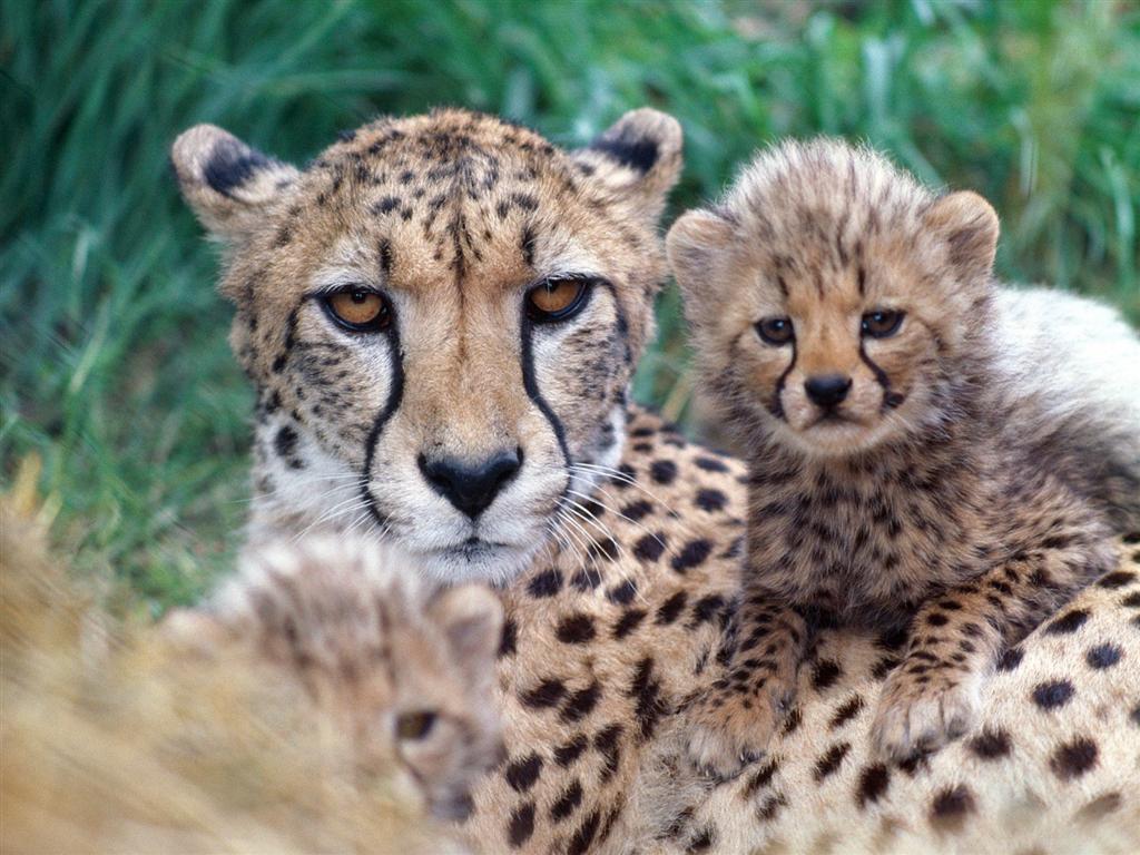 Wallpapers Animals Felines - Cheetahs Une maman et ses petits