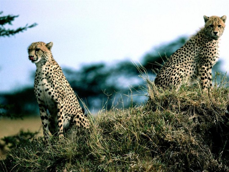 Wallpapers Animals Felines - Cheetahs Recherche d'une proie