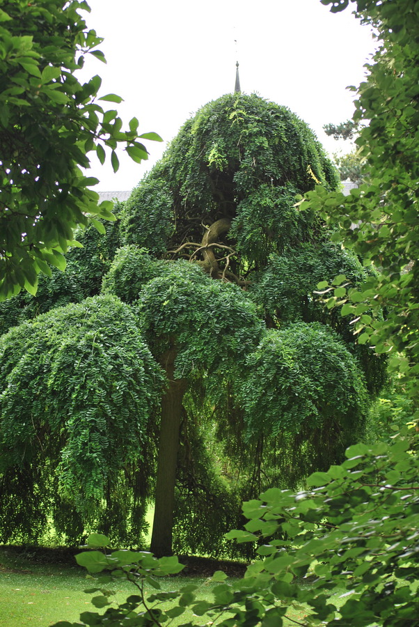 Fonds d'cran Nature Arbres - Forts Arbre dans le parc de Mariemont en Belgique