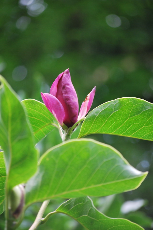 Fonds d'cran Nature Fleurs une petite fleur