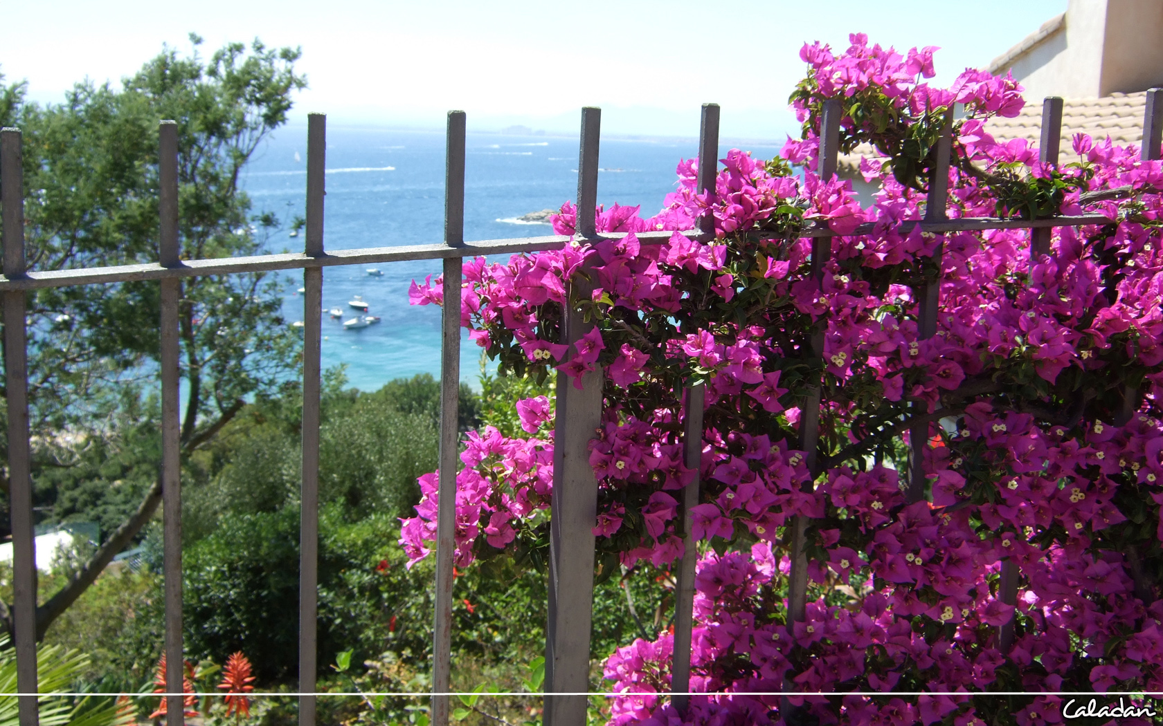 Fonds d'cran Nature Fleurs Bougainville