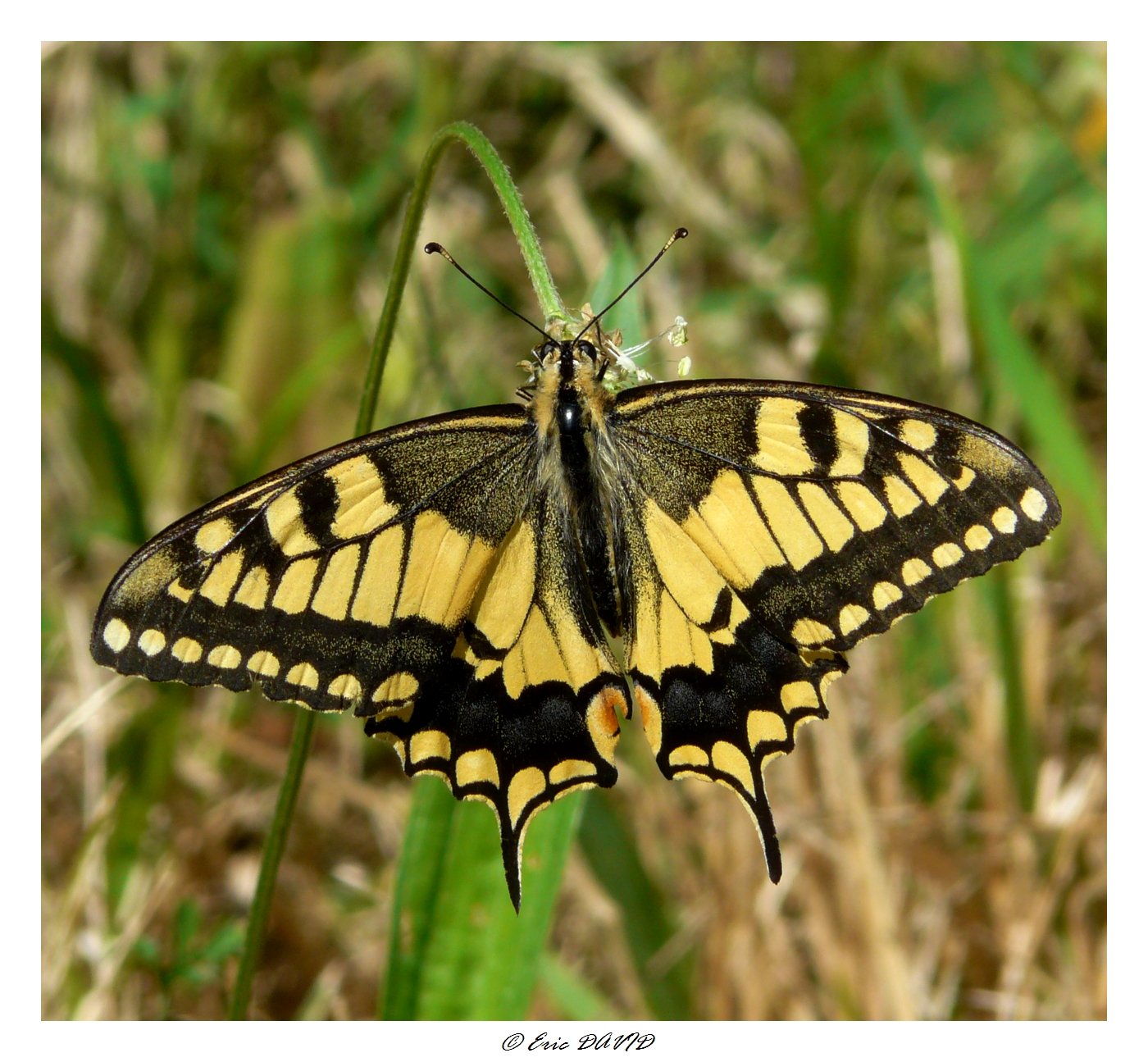 Wallpapers Animals Insects - Butterflies Machaon