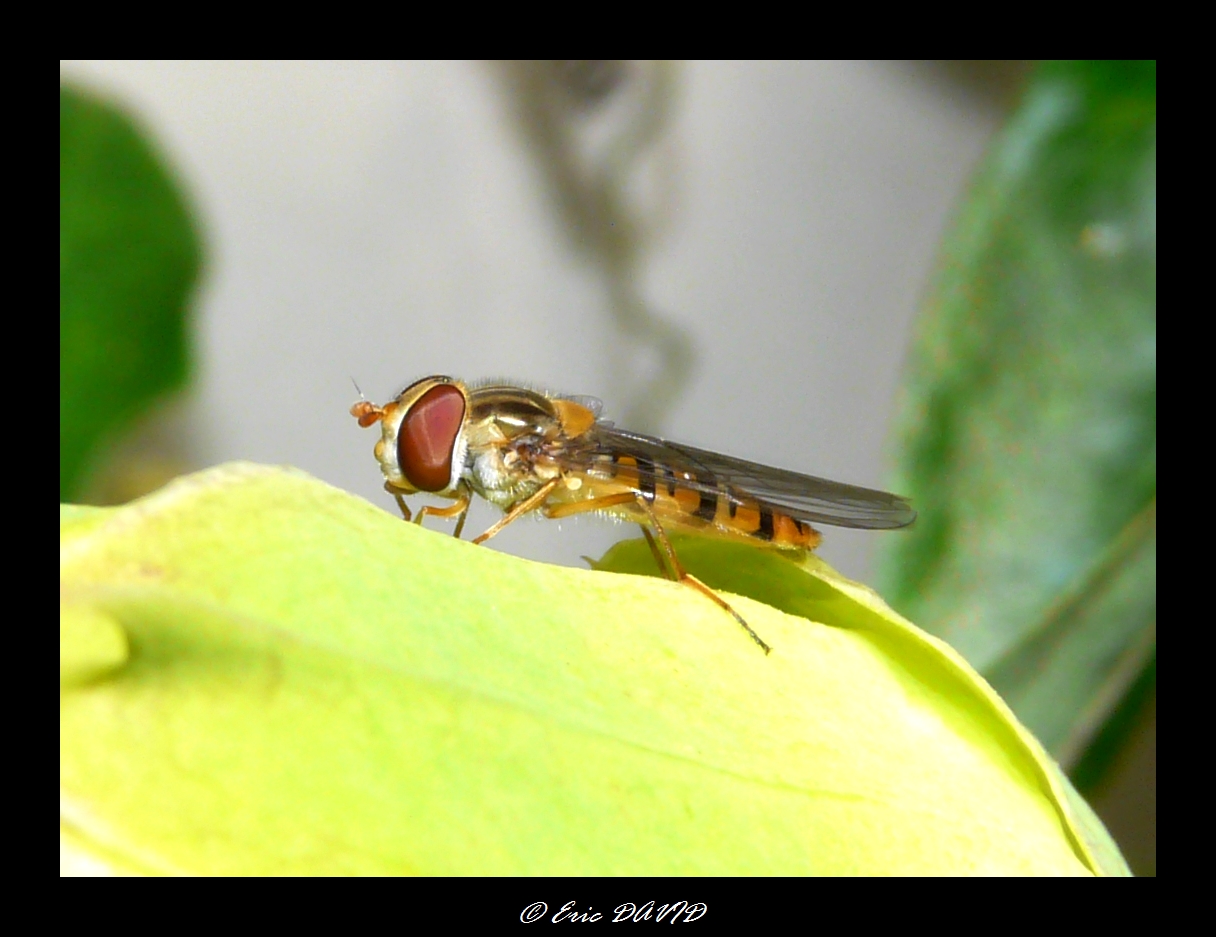 Wallpapers Animals Insects - Bees, Wasps Pause !