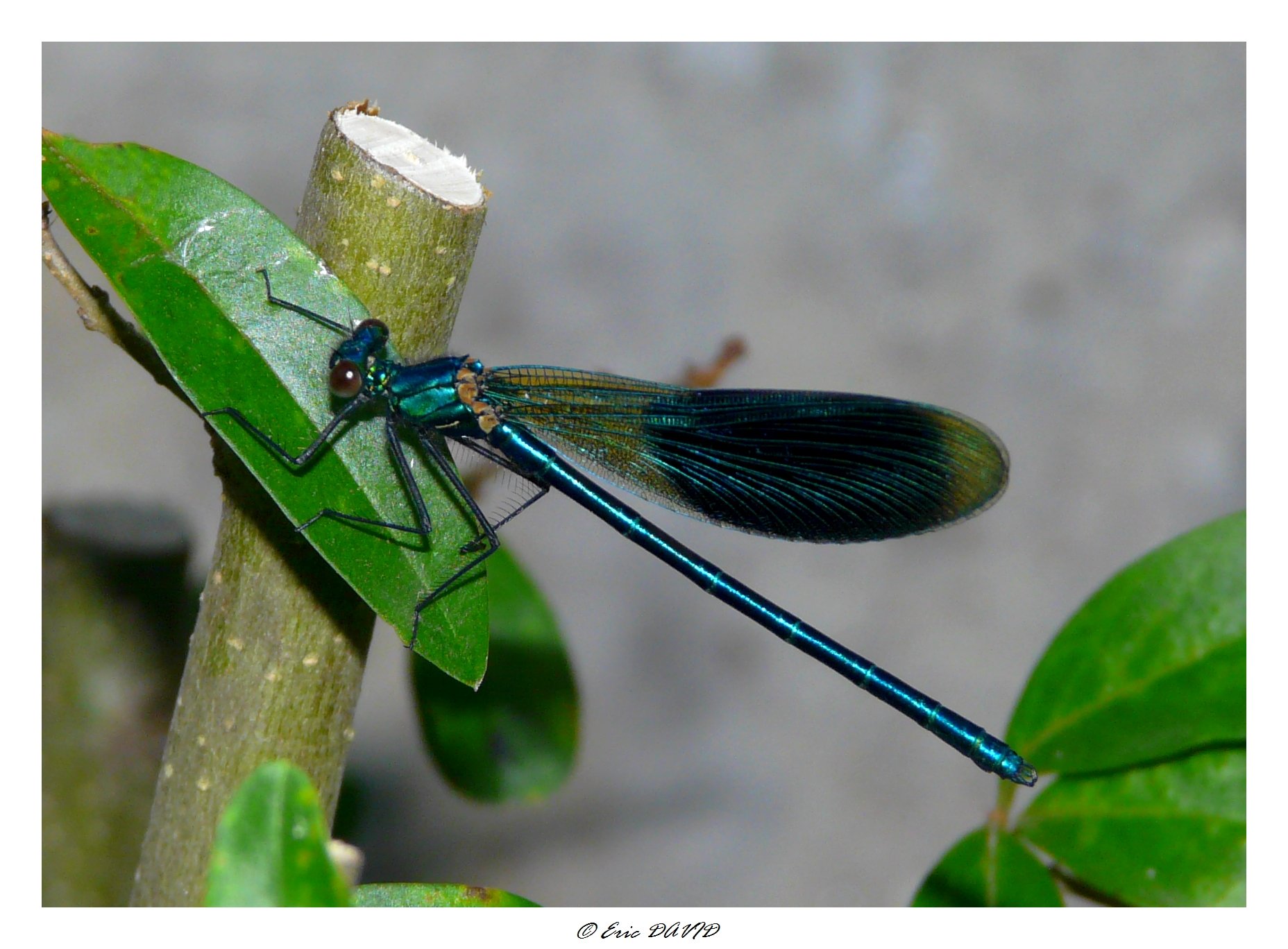 Fonds d'cran Animaux Insectes - Libellules Demoiselle