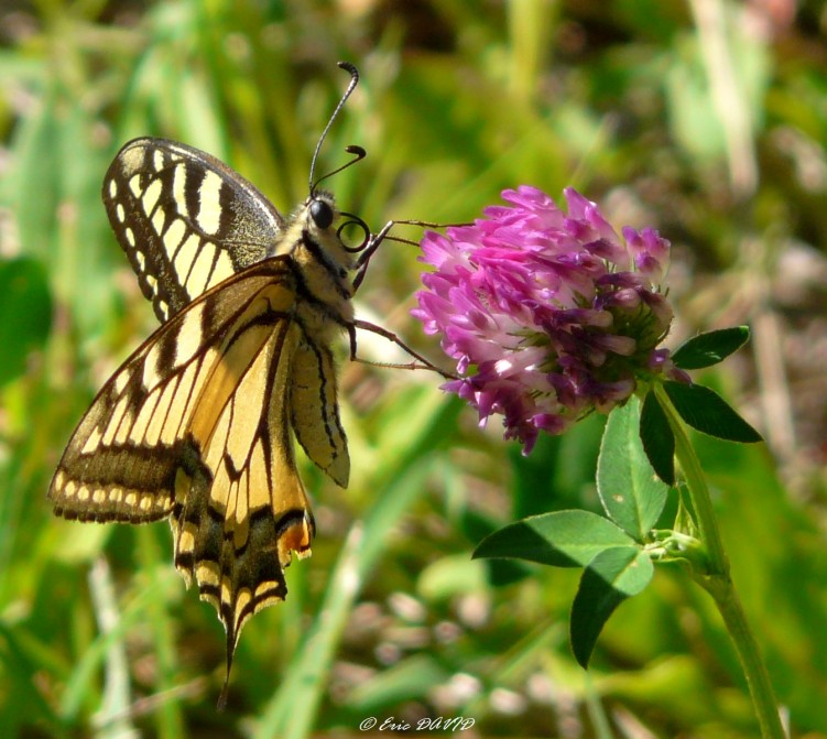 Wallpapers Animals Insects - Butterflies Machaon