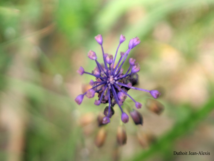 Wallpapers Nature Flowers Jean alexis duthoit, photo de fleur