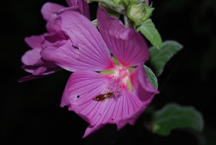 Fonds d'cran Nature Fleurs Fleur de lavatre