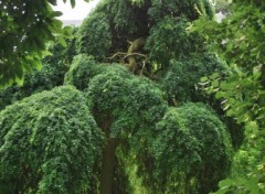 Wallpapers Nature Arbre dans le parc de Mariemont en Belgique