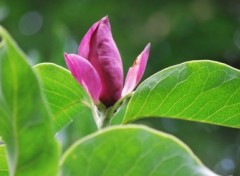 Fonds d'cran Nature une petite fleur