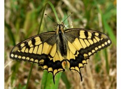 Fonds d'cran Animaux Machaon