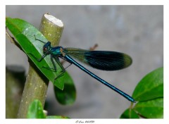 Fonds d'cran Animaux Demoiselle