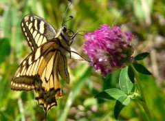 Fonds d'cran Animaux Machaon