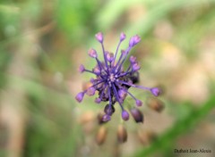 Wallpapers Nature Jean alexis duthoit, photo de fleur